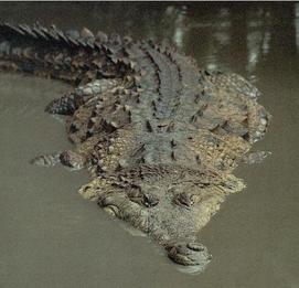 Orinoco crocodile in river