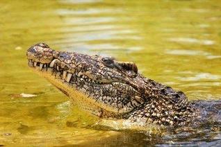 Cuban crocodile head and snout