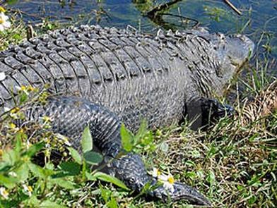 American alligator in river bank