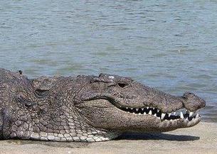 Mugger crocodile head