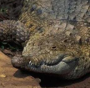 Orinoco crocodile head 