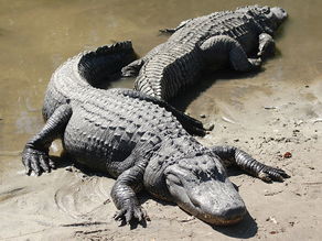 American Alligators in river