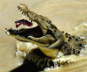 Saltwater Crocodile jumping 