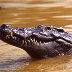 Siamese crocodile head 