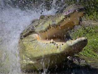 croc attack