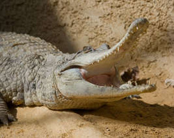 Slender-snouted crocodile snout