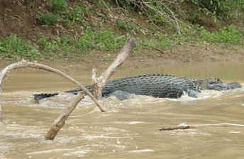 Black caiman in river margin