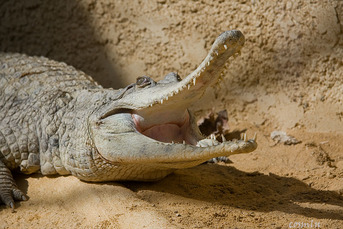 African Dwarf crocodile snout