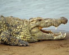 crocodile jaws