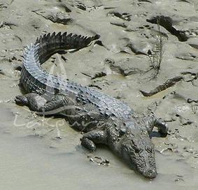 Mugger Crocodile