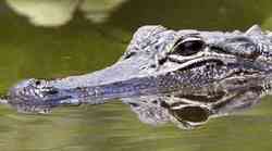 crocodile head above water