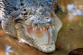 Open crocodile jaws 