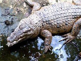 Philippine crocodile body 