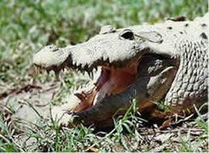 Morelet's crocodile head