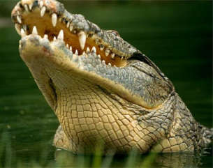 Nile Crocodile snout
