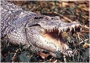 New Guinea crocodile jaws