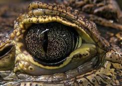 Crocodile eye picture