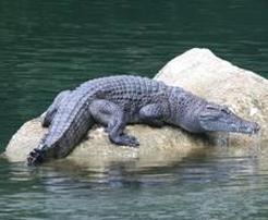Philippine crocodile in river
