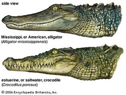 vs Alligator - Crocodile Facts