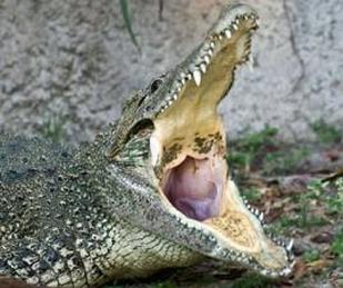 Cuban crocodile 