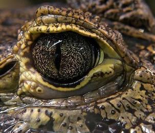 Crocodile eye