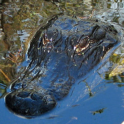 American alligator head