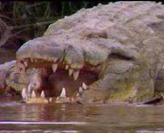 Gustave - Giant Crocodile 